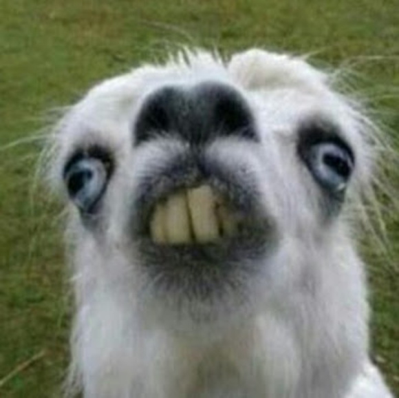 Meet your Posher, Elijah - Picture 1 of 1